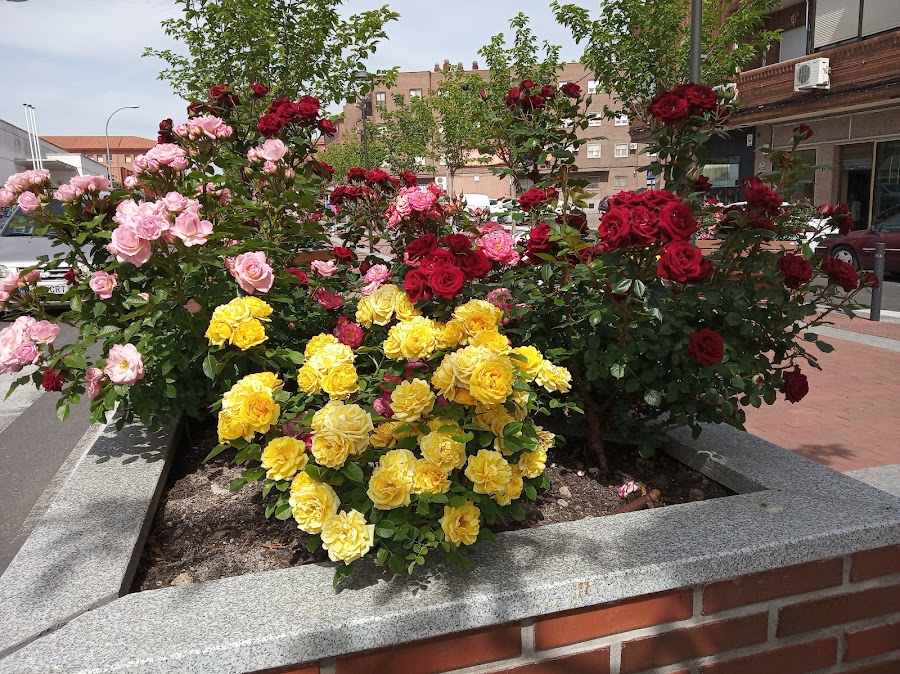 CAFETERÍA LAS PALMERAS