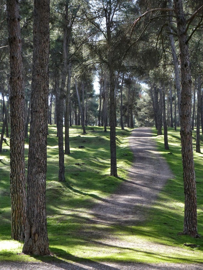 Parque Forestal El Cordel