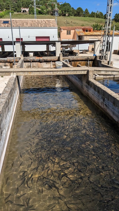 Piscifactoría Río Mundo SLU
