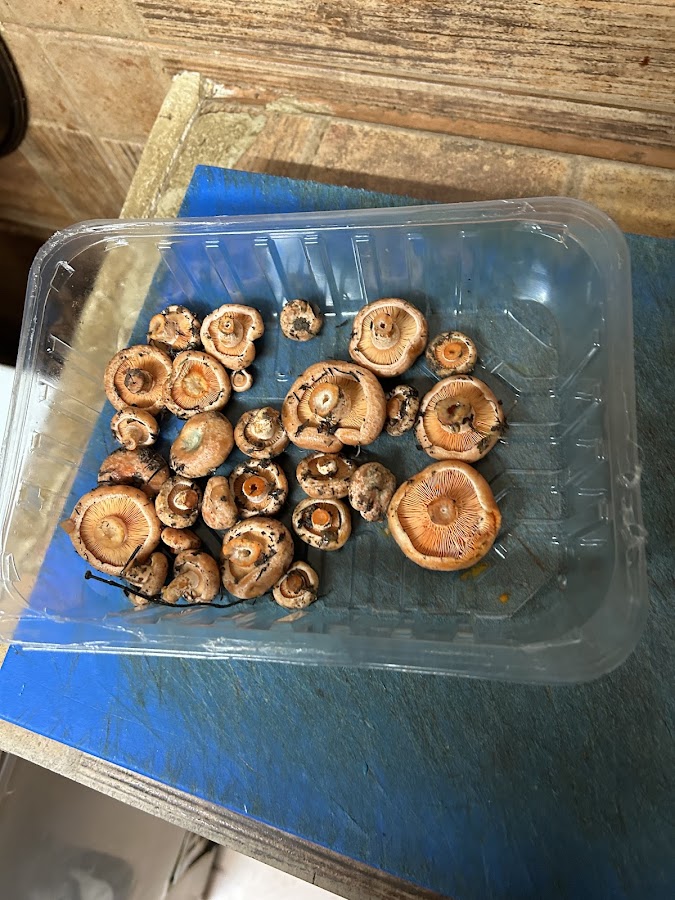 El chiringuito de Pepe