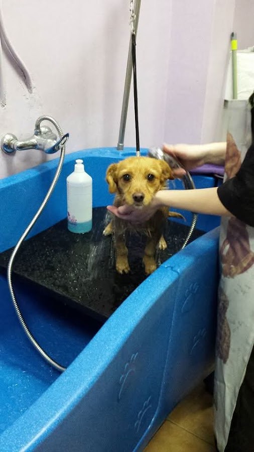 La Perrukeria Casasbuenas