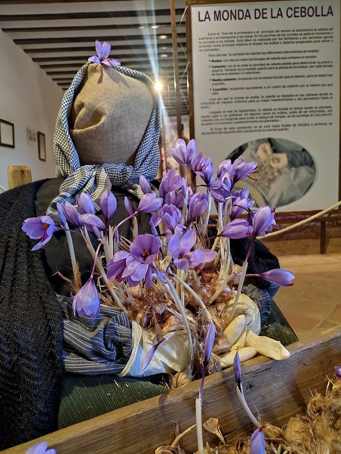 Museo del Azafrán y Etnográfico